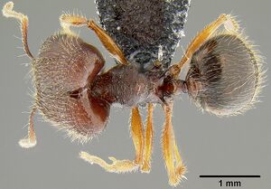 Pheidole simplispinosa casent0171106 d 1 high.jpg