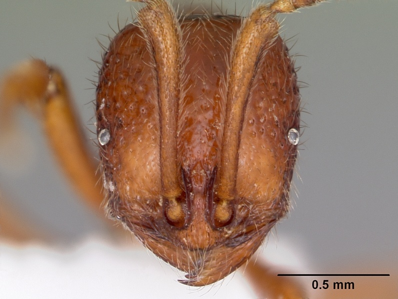 File:Proceratium avium mcztype35017 head 1.jpg