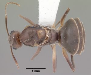 Technomyrmex difficilis casent0104538 dorsal 1.jpg