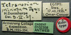 Tetramorium caldarium casent0102358 label 1.jpg