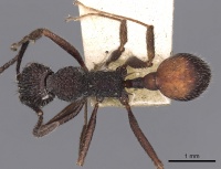 Aphaenogaster relicta casent0900419 d 1 high.jpg