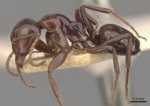 Camponotus ilgii casent0910497 p 1 high.jpg