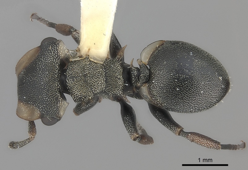 File:Cephalotes spinosus D casent0217844.jpg