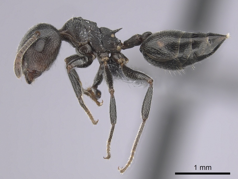 File:Crematogaster affabilis casent0263878 p 1 high.jpg