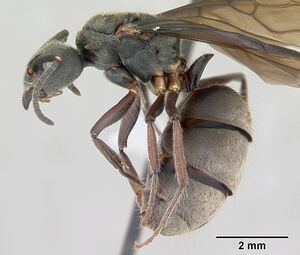 Dolichoderus bispinosus casent0173835 profile 1.jpg