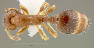 MCZ-ENT00008673 Leptothorax acervorum crassipilis had.jpg