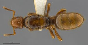 Mcz-ent00671672 Lasius latipes qu had.jpg