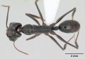 Odontomachus bauri casent0173305 dorsal 1.jpg
