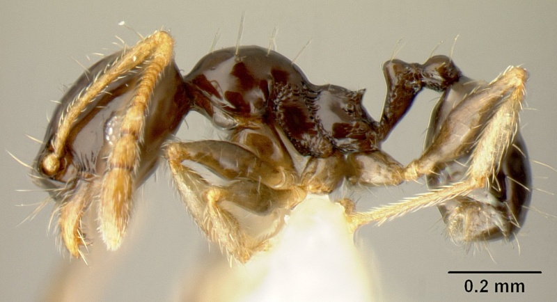 File:Pheidole albipes jtlc000009724 profile 1.jpg