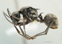 Polyrhachis anderseni side.jpg