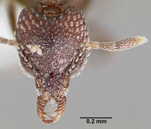 Strumigenys carolinae casent0005502 head 1.jpg