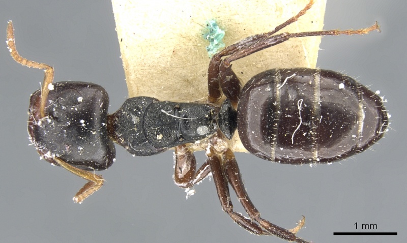 File:Camponotus dalmasi casent0903644 d 1 high.jpg