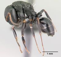 Camponotus orombe casent0121500 p 1 high.jpg