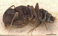 Camponotus silvestrii casent0905491 p 1 high.jpg