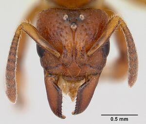 Centromyrmex angolensis casent0417149 head 1.jpg