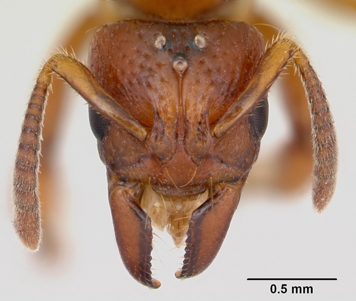 File:Centromyrmex angolensis casent0417149 head 1.jpg