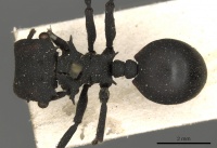 Cephalotes oculatus D casent0900232.jpg