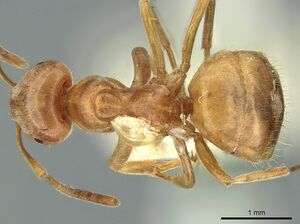 Lasius citrinus casent0906277 d 1 high.jpg