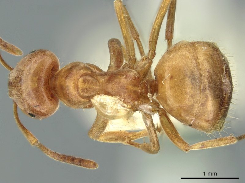 File:Lasius citrinus casent0906277 d 1 high.jpg