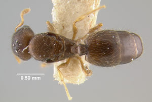 MCZ-ENT00020776 Pheidole emersoni had.jpg