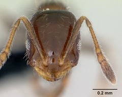 Monomorium madecassum casent0490190 head 1.jpg