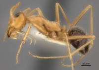 Myrmecocystus nequazcatl P casent0217728.jpg