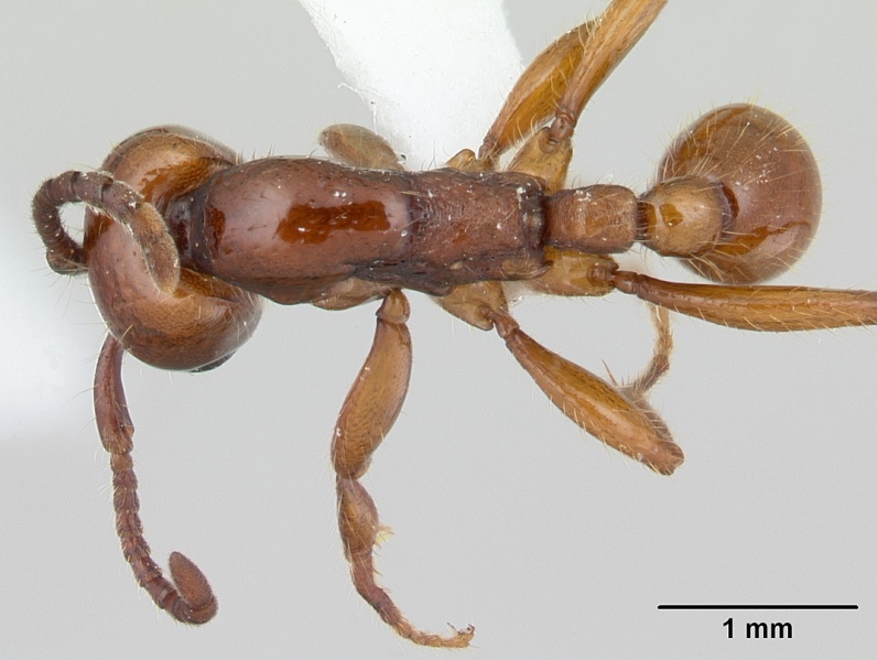 File:Neivamyrmex bohlsi casent0178597 dorsal 1.jpg