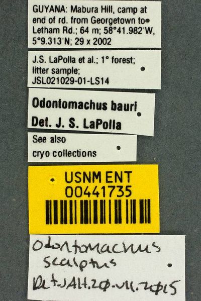 File:Odontomachus scalptus usnment00441735 l 1 high.jpg