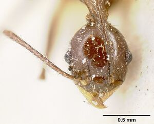 Pheidole ajax jtlc000014065 head 1.jpg