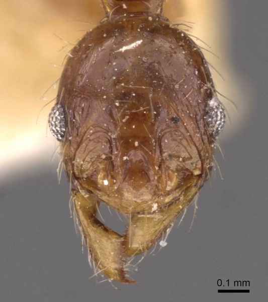 File:Pheidole binghamii casent0907867 h 1 high.jpg