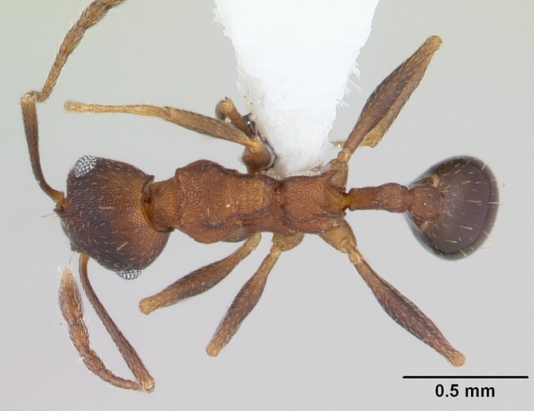 File:Pheidole cyrtostela casent0178015 dorsal 1.jpg