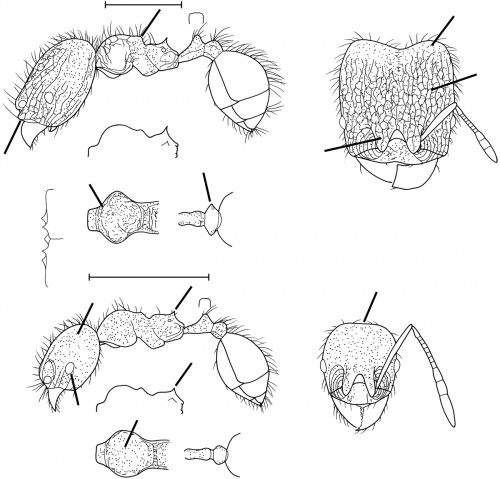 Pheidole trachyderma Wilson 2003.jpg