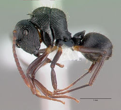 Polyrhachis gressitti casent0009243 p 1 high.jpg