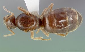 Prenolepis imparis casent0005432 dorsal 1.jpg