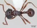 Pristomyrmex quadridens casent0178444 dorsal 1.jpg