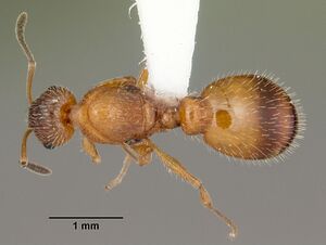 Temnothorax palustris casent0104041 dorsal 1.jpg