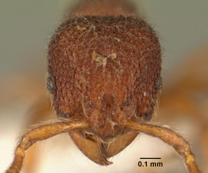 Tetheamyrma subspongia casent0101593 head 1.jpg