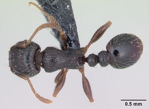 Tetramorium caespitum casent0173203 dorsal 1.jpg