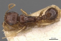 Tetramorium gracile casent0909134 d 1 high.jpg