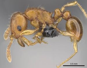 Tetramorium karthala casent0137302 p 1 high.jpg