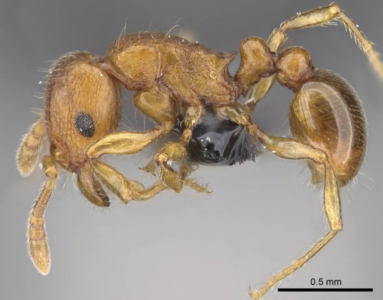 File:Tetramorium karthala casent0137302 p 1 high.jpg