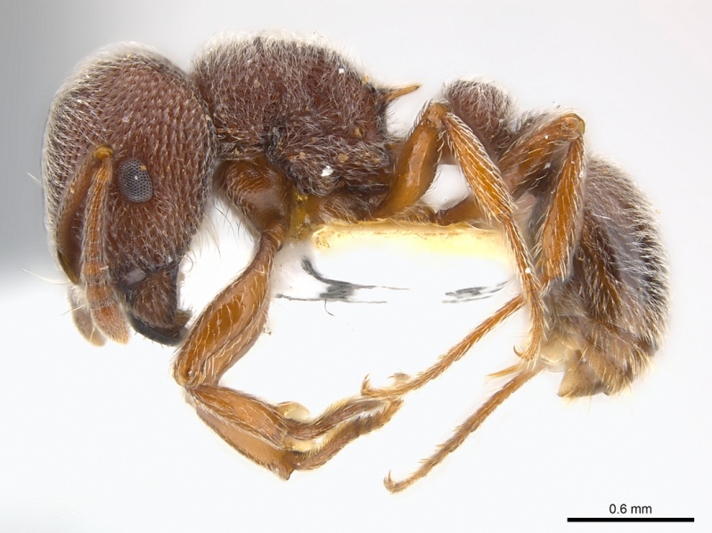 File:Tetramorium rothschildi casent0217078 p 1 high.jpg