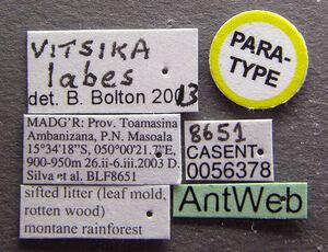 Vitsika labes casent0056378 l 1 high.jpg