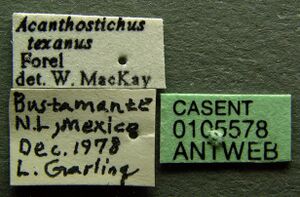 Acanthostichus texanus casent0105578 label 1.jpg