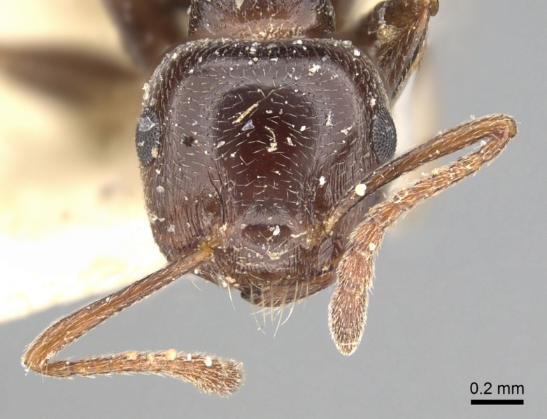 File:Crematogaster antaris casent0249872 h 1 high.jpg