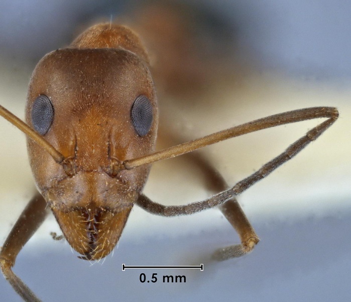 File:Iridomyrmex minor ANIC32-039657 head 40-Antwiki.jpg