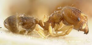 MCZ-ENT00009137 Pheidole moerens hal.jpg