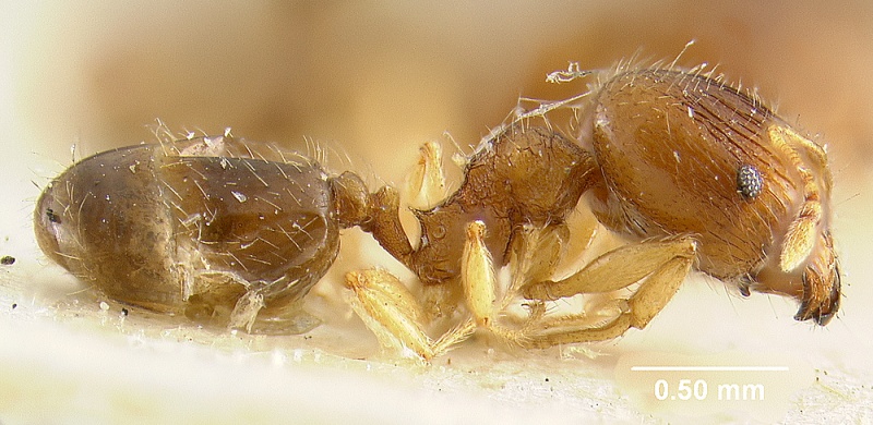 File:MCZ-ENT00009137 Pheidole moerens hal.jpg