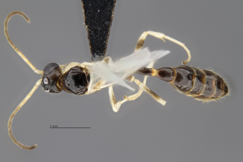 File:MCZ-ENT00519969 Tetraponera ambigua ambigua male had.jpg