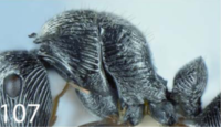 Polyrhachis snellingi P.png